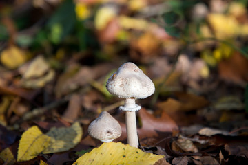 champignon en sous bois automne 