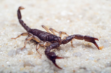 Scorpion creeps on the sand close up