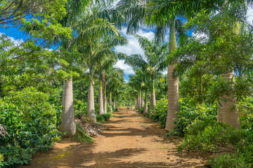 Fototapeta premium Old coffee plantation on Mauritius island.
