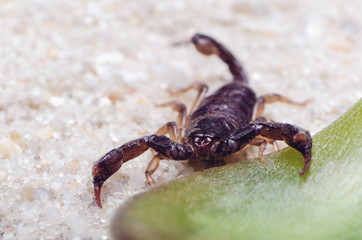 Scorpion creeps on the sand close up