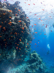 Fototapeta na wymiar fondo marino con muchos peces