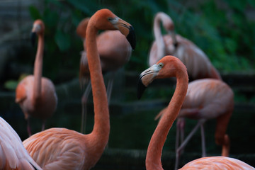 American flamingo