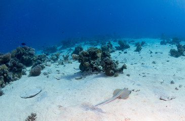fondo marino con muchos peces
