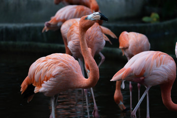 American flamingo