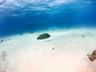 fondo marino con muchos peces
