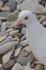 seagulls on the pier