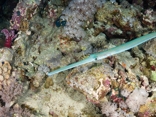 fondo marino con muchos peces