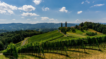 Fototapeta na wymiar A beautiful vineyard with cypresses on a sunny day in Austria