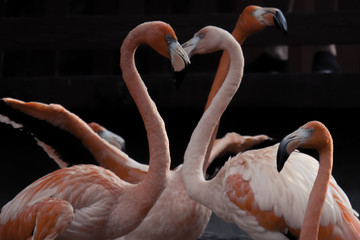 Naklejka premium American flamingo