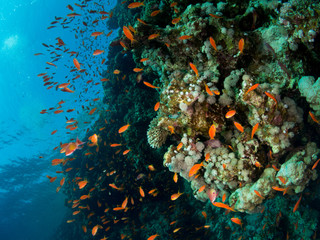 fondo marino con muchos peces