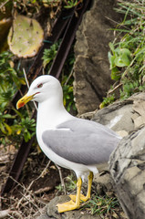 Obraz premium seagull on a rock
