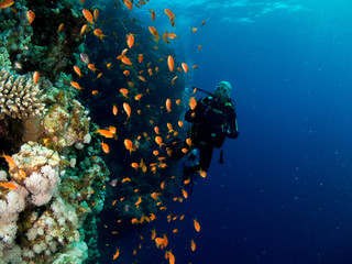 fondo marino con muchos peces