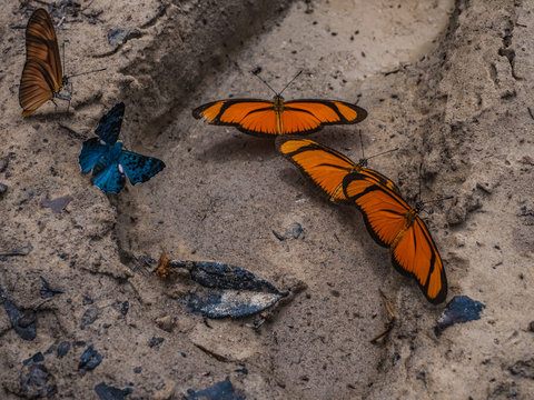 Amazon Rainforest Insect