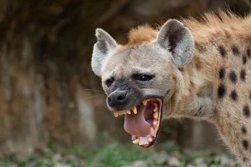 Crédence en verre imprimé Hyène L& 39 hyène est le grand carnivore le plus commun d& 39 Afrique.
