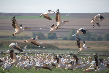 Ak pelikan » Pelecanus onocrotalus » Great White Pelican