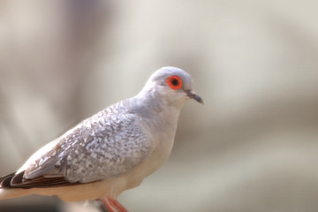 Close up shot of Diamond Dove
