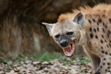 Fotobehang Hyena hyena