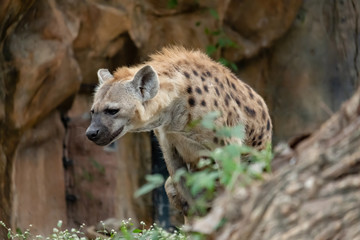 hyena