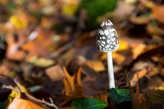 champignon en sous bois automne coprin chevelu