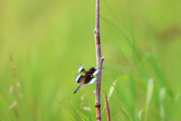 Close up shot of dragonfly on a plant