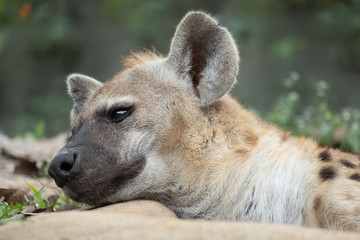 Fototapeta premium hyena