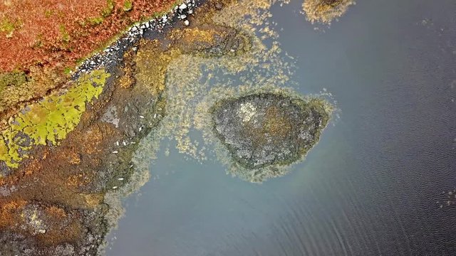 Aerial view of seal colony in Scotland - UK