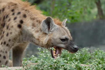 Tuinposter hyena © J.NATAYO