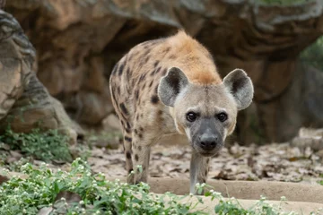  hyena © J.NATAYO