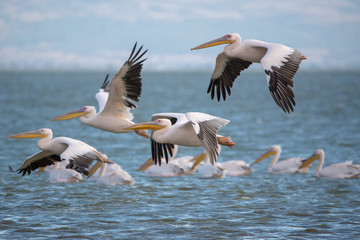 Ak pelikan » Pelecanus onocrotalus » Great White Pelican