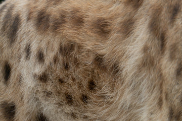 hyena hair