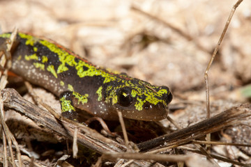 triturus marmoratus triton marbré phase terrestre