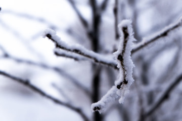 Branches of trees covered with hoarfrost. For design on the theme of winter weather, snow and frost, lowering the temperature.