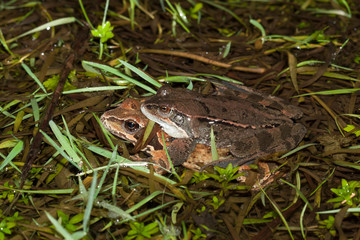 grenouille agile rana dalmatina amplexus reproduction