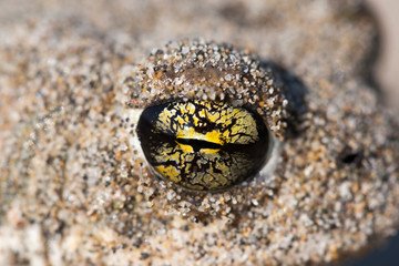 detail oeil bufo calamita