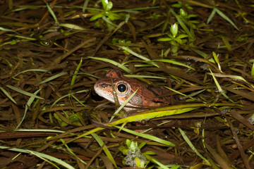 grenouille agile rana dalmatina