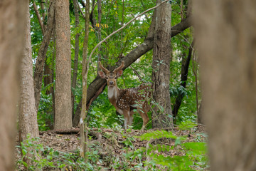 Obraz premium Cheetal