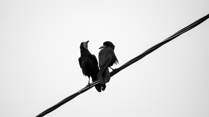  Two birds are sitting on the wires. Bird and sky. Kiss in the sky. Heaven and love. High relationship. Crows on the wire.