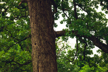 Fototapeta premium closeup of large oak tree in a forest