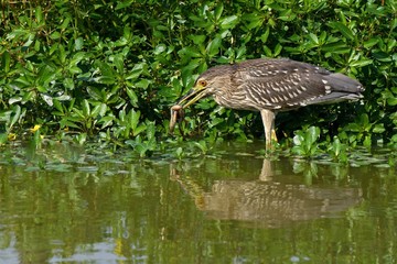 Giovane nitticora a caccia