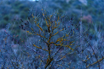Little tree with yellow moss on it