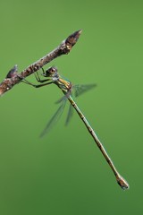 Damigella verde