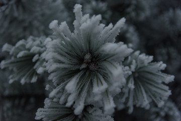 Snowy pine branch with little cones closeup