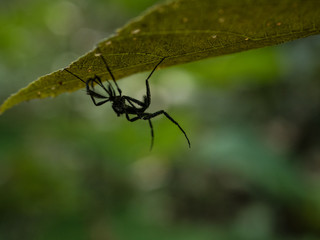 Amazon Rainforest Insect
