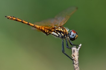 Trithemis annulata, maschio immaturo posato su un rametto