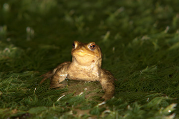 Obraz premium bufo bufo dans algue parade nuptiale