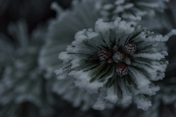 Pine branch with little cones inside closeup bokeh