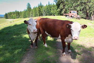 Fototapeta na wymiar Cows in a Field