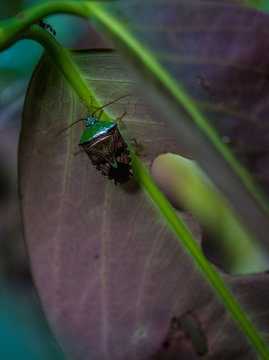 Amazon Rainforest Insect