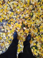 Golden autumn underfoot - 240271027