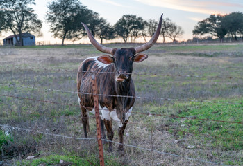 View of Longhorn chewing grass with sunset in the background